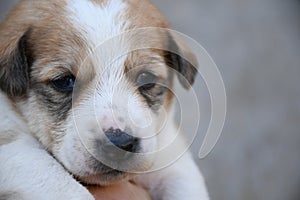 Small puppy looking front of camera