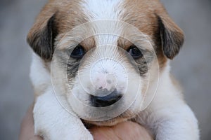 Small puppy looking front of camera