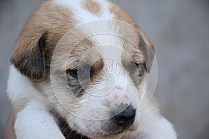 Small puppy looking front of camera