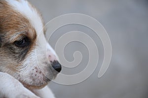 Small puppy looking front of camera