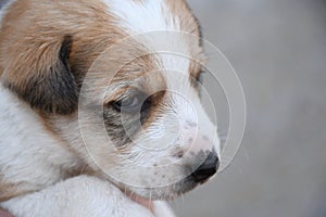 Small puppy looking front of camera