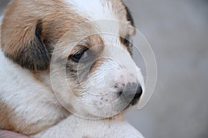 Small puppy looking front of camera