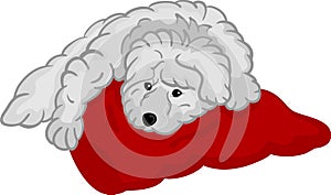 Small puppy lying on pad