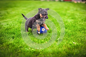 Small puppy mongrel on background of green grass outdoors play with ball