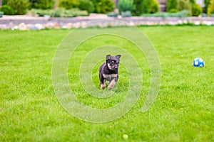 Small puppy mongrel on background of green grass outdors play with ball