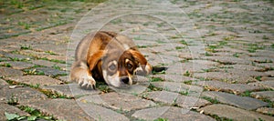 Small puppy on pavement