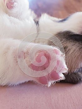 Small Puppy Paw close up brown black hair fur claws corgi