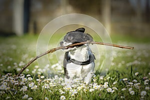 Small puppy playing with a big stick