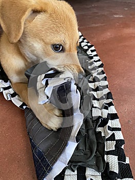 Small puppy playing and bite floor mat