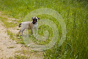 Small puppy pug on the grass