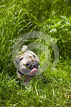 Small puppy pug on the grass