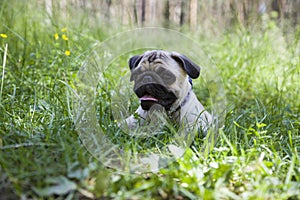 Small puppy pug on the grass