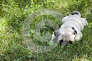 Small puppy pug on the grass