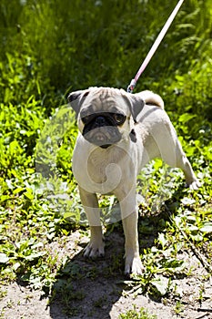 Small puppy pug on the green grass