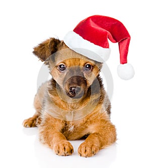 Small puppy with red christmas hat lying in front view. isolated on white