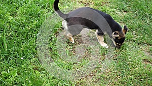 small puppy rolling in grass . Croatian dog called medi ( Croatian translation: \