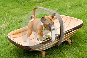 Small puppy standing in trug