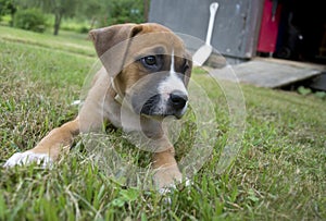 Small puppy waiting and watching.