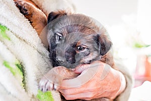 A small puppy in a woman`s arms. Love to animals_