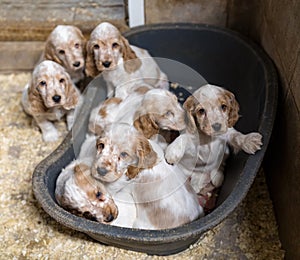 Small purebred English Cocker Spaniel puppy