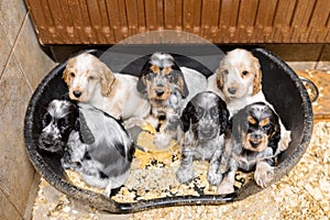 Small purebred English Cocker Spaniel puppy