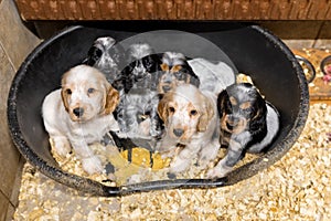 Small purebred English Cocker Spaniel puppy