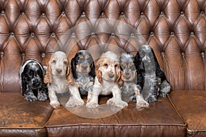 Small purebred English Cocker Spaniel puppy