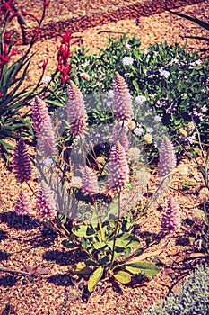 Small purple Australian native wild flowers mulla mulla flowers in the bush