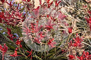 Small purple Australian native wild flowers mulla mulla flowers in the bush