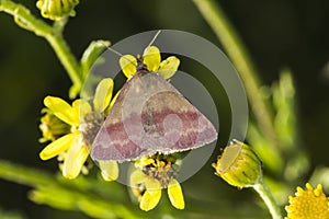 Small purple-barred Phytometria viridaria