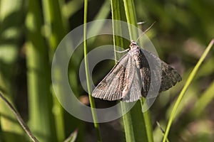 Small purple-barred Phytometria viridaria