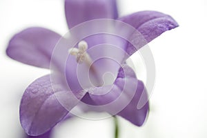 Small Purple Bell Flower