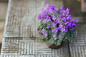 Small purple campanula flowers planted in brown pot on stone stairs