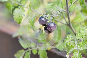 Small purple colored cherry tomatoes on tomato plant in garden in late summer