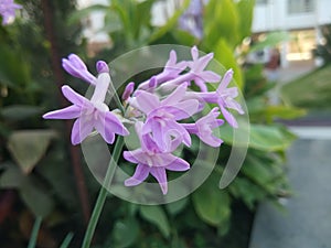 Small purple colored flowers with green leaf blur background.