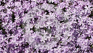 Small Purple Flock of Flowers