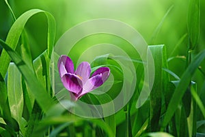 Small, purple flower