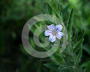 Small purple flower with bristled green stem