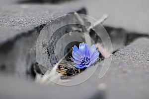 A small purple flower emerges from the sidewalk