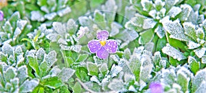 Late frost on a small purple flower with foliage