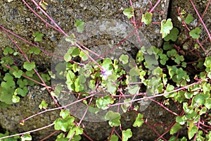 Small purple flower groundcover