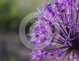 Small purple flower inflorescences.