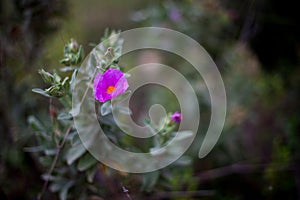 Small purple flower isolated on green background