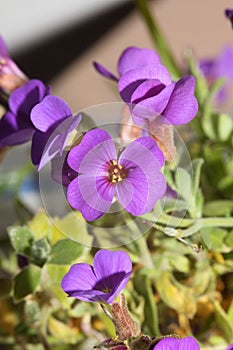 Small purple flower macro background Aubrieta deltoidea family brasicaceae prints photo