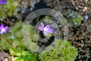 Small purple flower of Pinguicula moranensis. insectivorous herb.