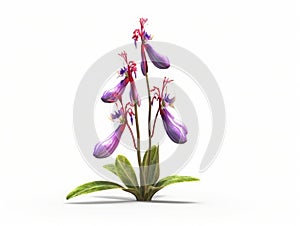 Small purple flower with red petals, growing on top of white background. It is positioned in center of frame and stands