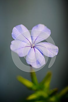 Small purple flower stamen close-up picture.