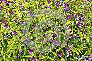 Small purple flowering plant close-up.