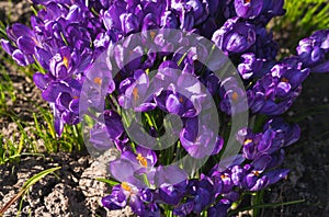 Small purple flowers