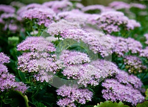 Small purple flowers